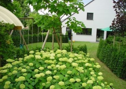 Hydrangea Macrophylla