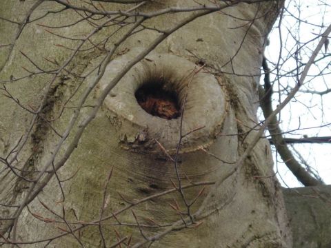 Bomen verdienen beter: callusweefsel rond snoeiwonde