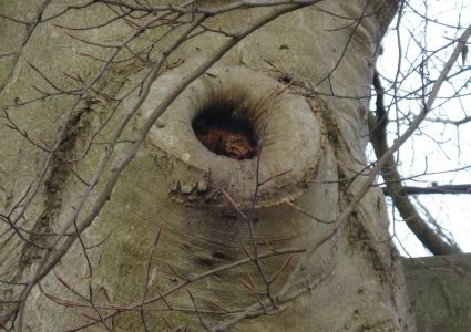 Bomen verdienen beter: callusweefsel rond snoeiwonde