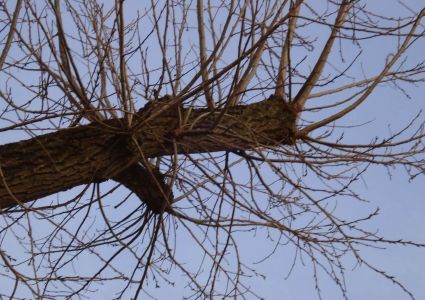 Bomen verdienen beter: heksebezems door verkeerde snoei