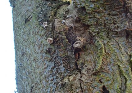 Bomen verdienen beter: kanker, uitscheuren, loskomende schors