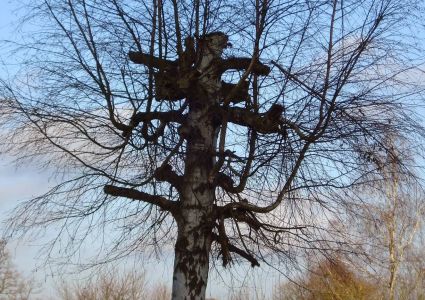 Bomen verdienen beter: kapstokken snoei