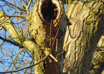 Bomen verdienen beter: ingerotte takaanzet door slechte snoei