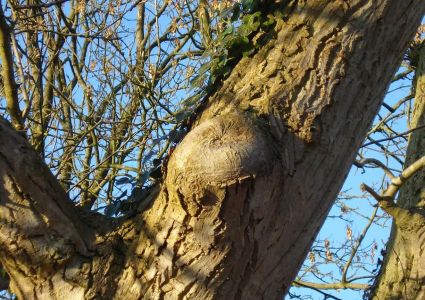 Bomen verdienen beter: wondafdichting