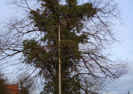 Bomen verdienen beter: klimop als windvanger