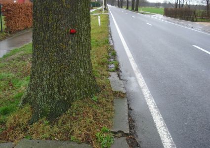 Bomen verdienen beter: wortelopdruk