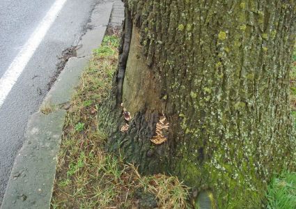 Bomen verdienen beter: aanrijdingsschade