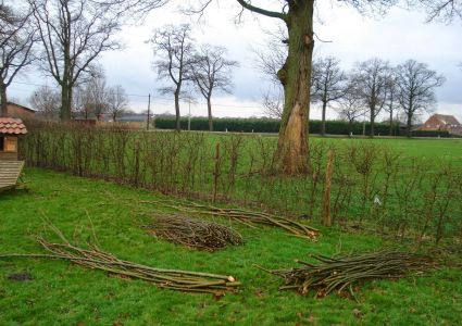 Bomen verdienen beter: schuurschade door koeien
