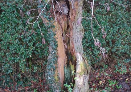 Bomen verdienen beter: inrotten stam