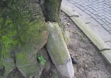Bomen verdienen beter: beuk met ingegroeide betonpaal