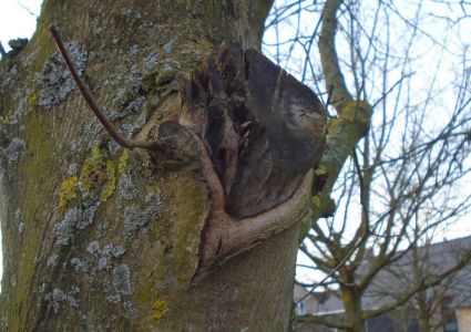 Bomen verdienen beter: inrottende tak restant