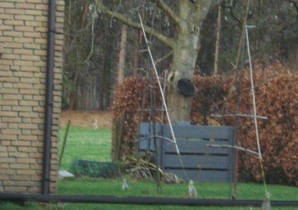 Bomen verdienen beter: slecht gebruik van wondafdekkingsmiddel , gevaar op schimmelvorming