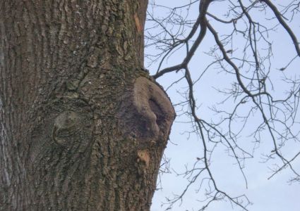 Bomen verdienen beter: gesnoeide tak is uitgescheurd, wonde sluit niet