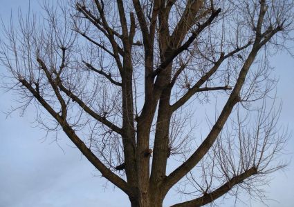 Bomen verdienen beter: kroon halveren