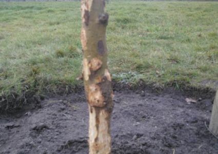 Bomen verdienen beter: Vraatschade