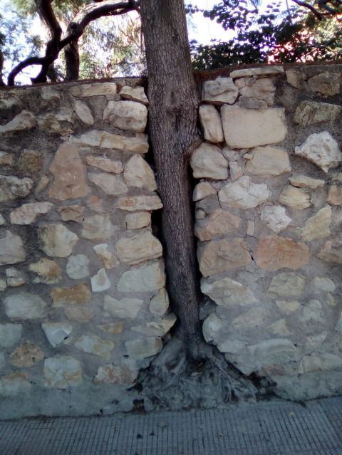 Bomen verdienen beter: Zonder Woorden