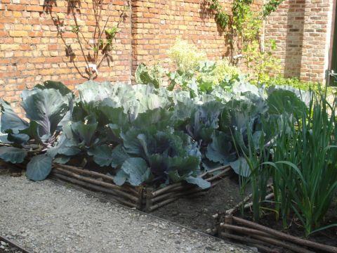 Groentetuin Van Mijn Dochtertje Eerste oogst