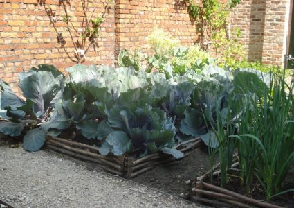 Groentetuin Van Mijn Dochtertje Eerste oogst