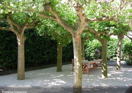 Dakplatanen ( foto VDB )