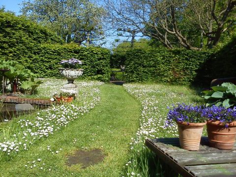 Gazon gemaaid pad tussen de madeliefjes