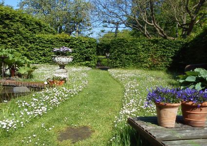 Gazon gemaaid pad tussen de madeliefjes