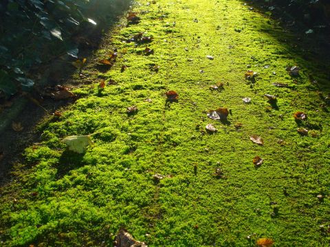 Gazon dolomietpad met mos