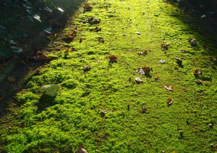 Gazon dolomietpad met mos