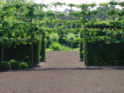 Janssens Vandendriessche 2006 001