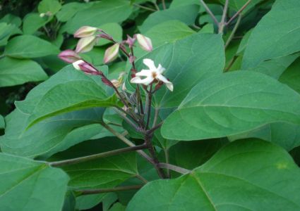 Opmeting Determinatie Planten