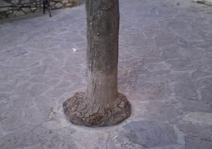 Bomen verdienen beter: ruimte om te groeien?