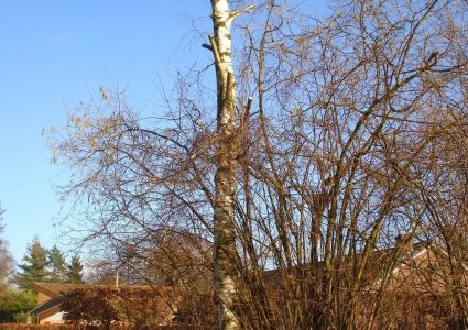 Bomen verdienen beter: totempaal