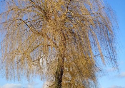Bomen verdienen beter: stamverwaarlozing