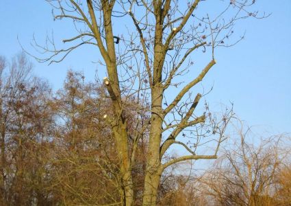 Bomen verdienen beter: kroon gehalveerd, waarom?