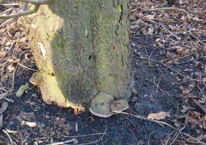 Bomen verdienen beter: schimmelaantasting