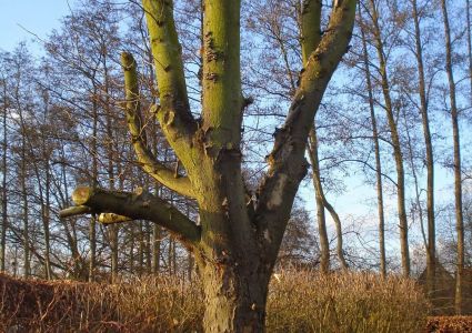 Bomen verdienen beter: palliatieve snoei