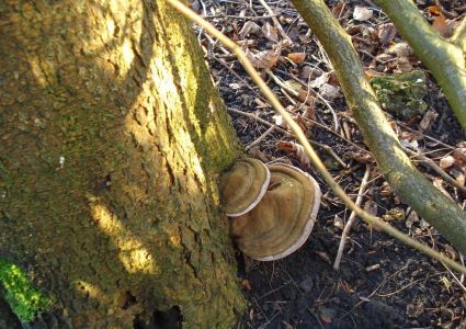 Bomen verdienen beter: schimmelaantasting