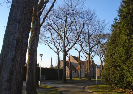 Bomen verdienen beter: dreef