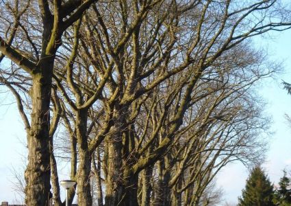 Bomen verdienen beter: dreef