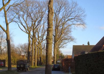 Bomen verdienen beter: dreef met 1...