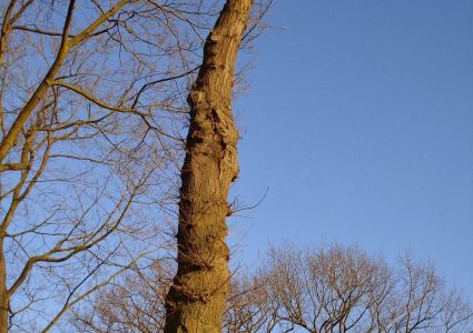 Bomen verdienen beter: dreef met 1 totempaal