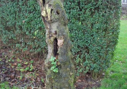 Bomen verdienen beter: inrotten stam