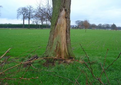 Bomen verdienen beter: schuurschade door koeien