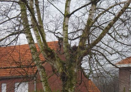 Bomen verdienen beter: gevolg van zware halvering