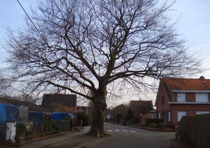 Bomen verdienen beter: beuk met ?