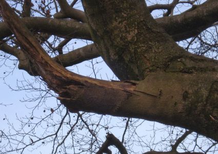 Bomen verdienen beter: niet verzorgde takbreuk