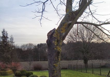 Bomen verdienen beter: Dakgootsnoei