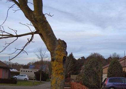 Bomen verdienen beter: Dakgootsnoei