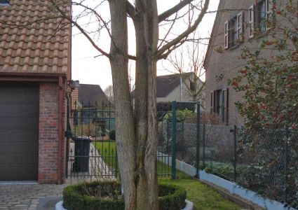 Bomen verdienen beter: plakoksel, gevaar op uitscheuren