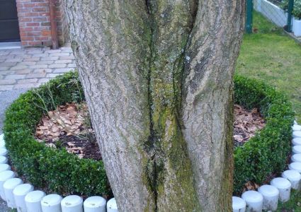 Bomen verdienen beter: plakoksel, gevaar op uitscheuren