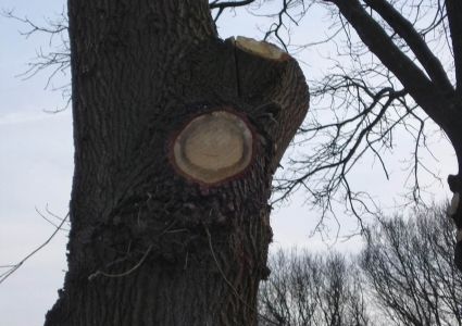 Bomen verdienen beter: snoeiwerken